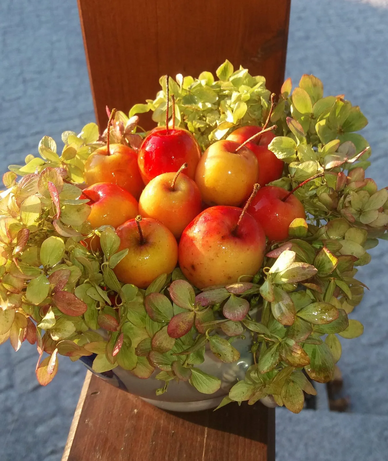 Apfelhortensie