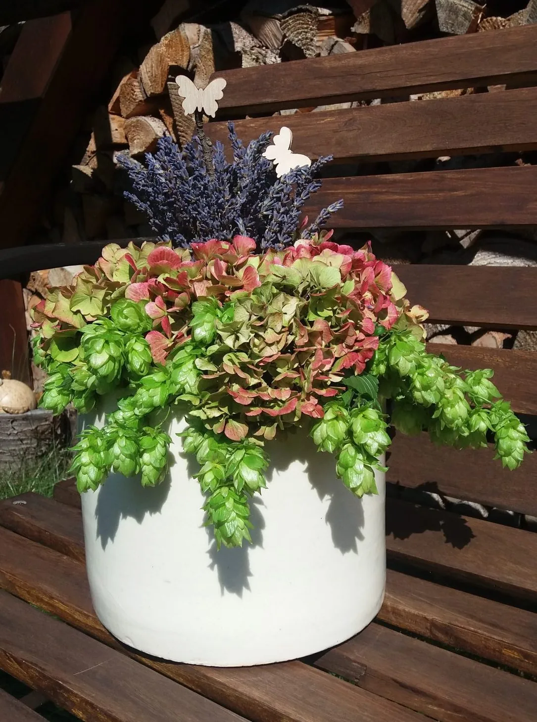 Hortensie sprüht Hopfen