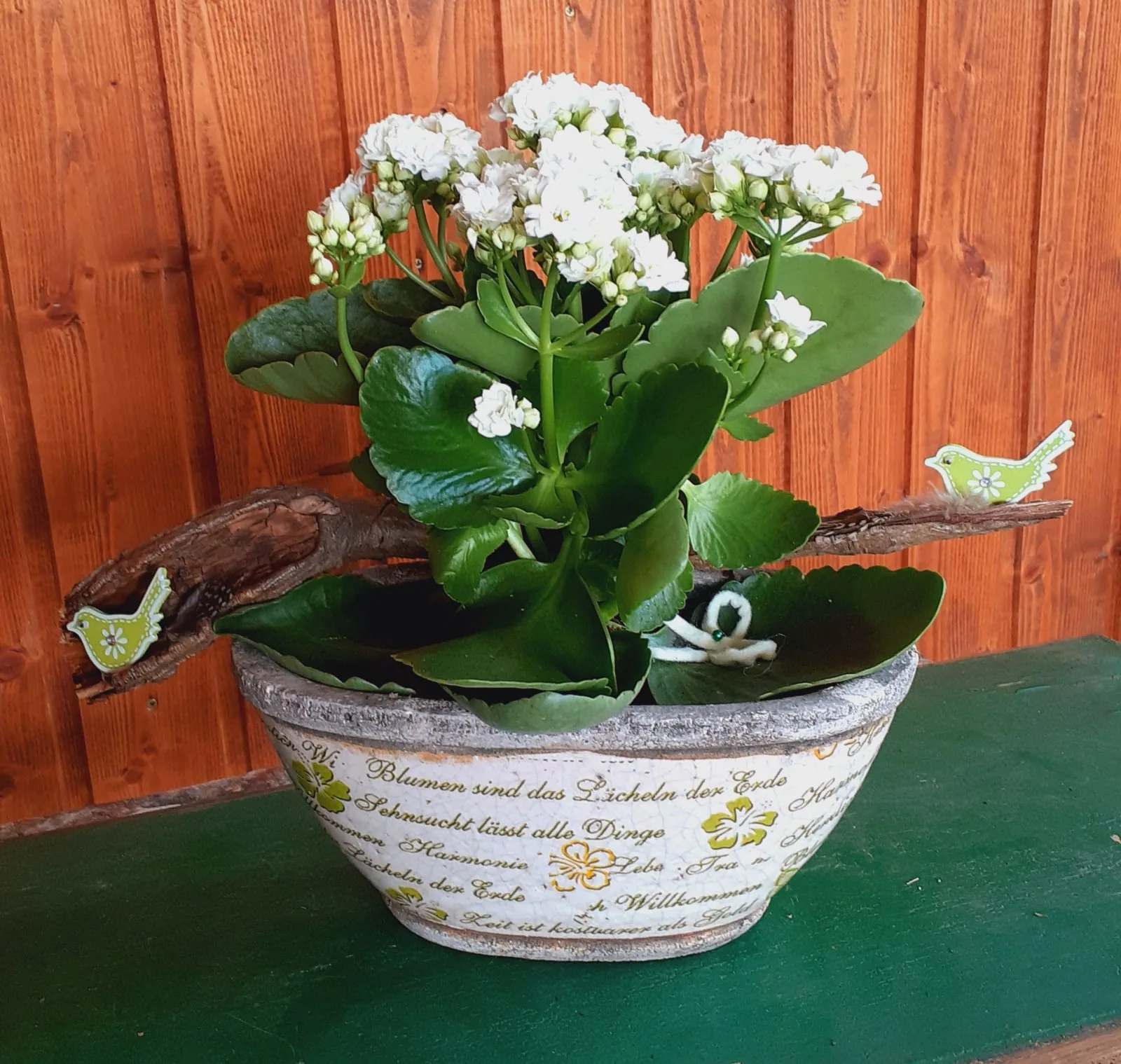 Kleine Vögel hüpfen stolz