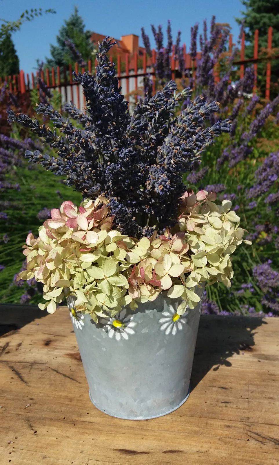 Lavendel in echt