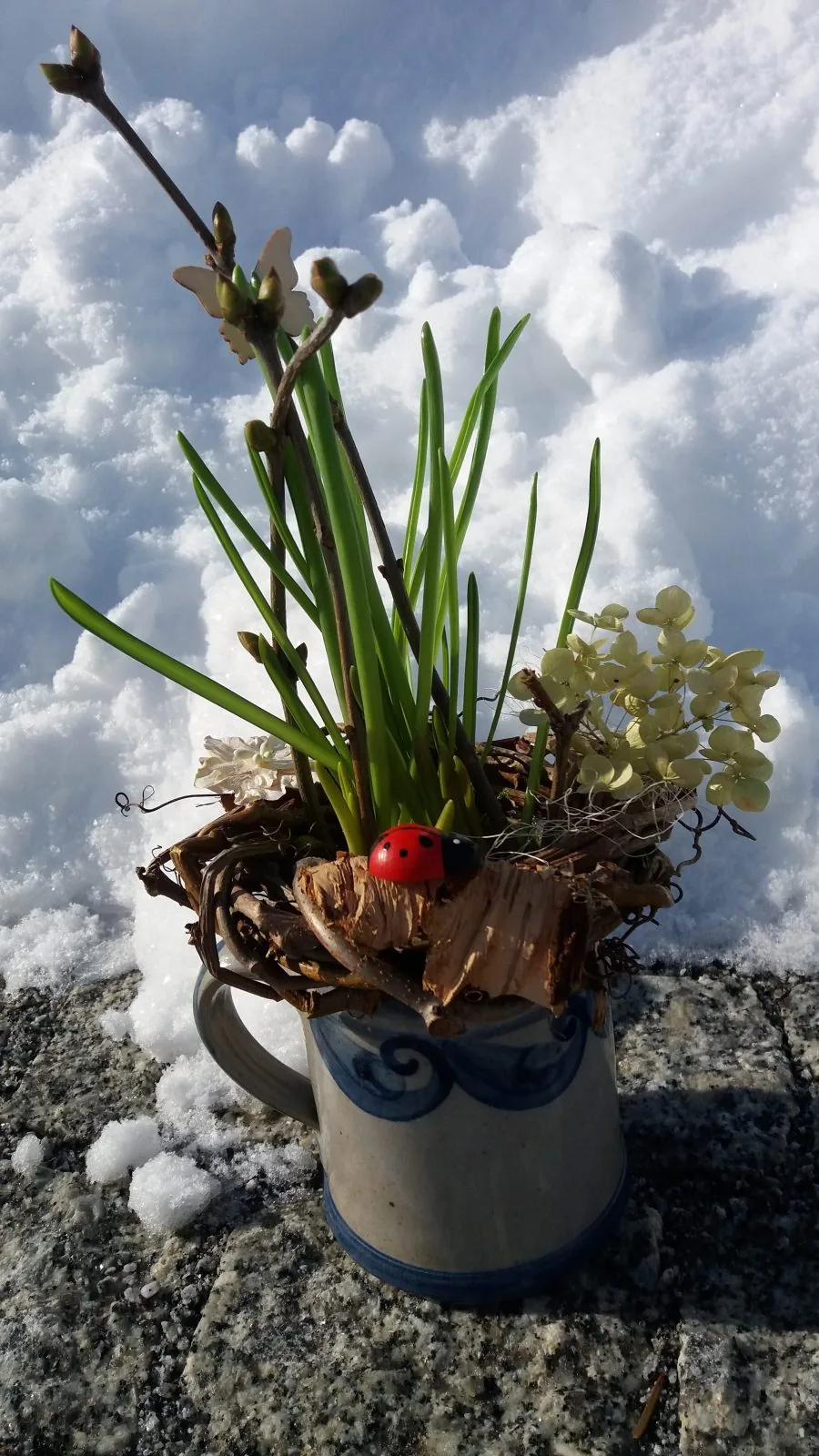 Marienkäfer auf Winterwanderung