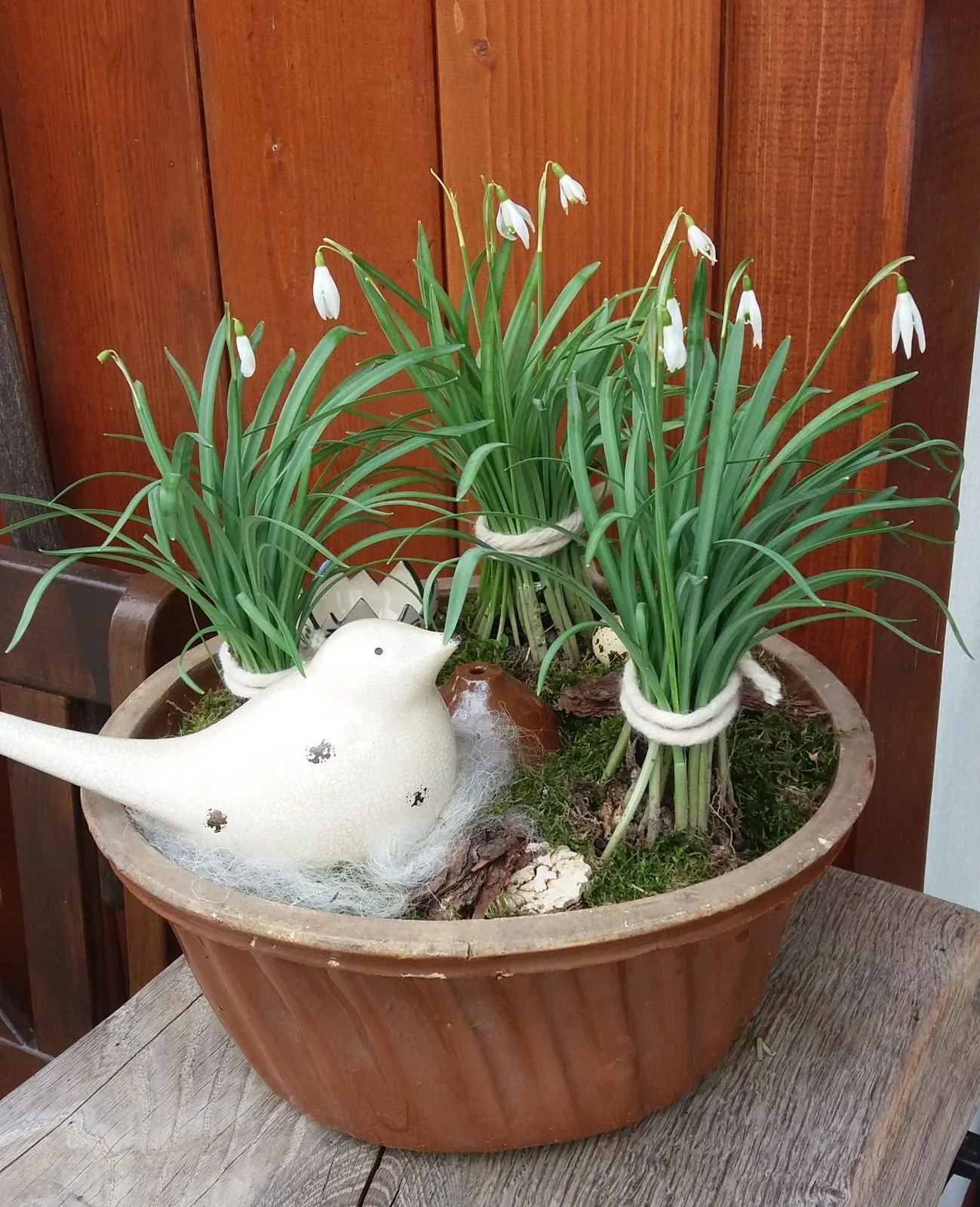 Schneegluckchen