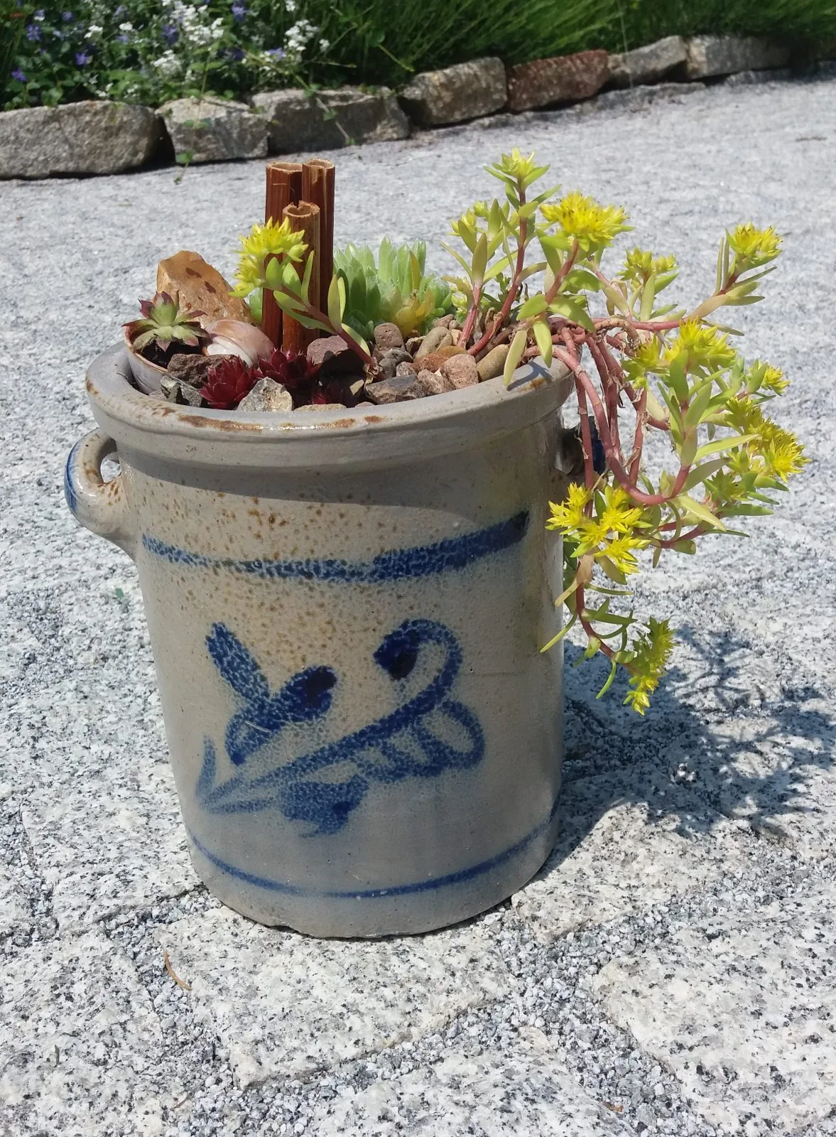 Sedum